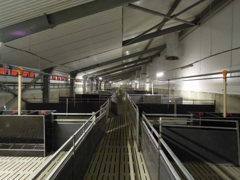 Свинокомплекс «АгроПромКомплектация» (Тверская обл., г. Ржев)